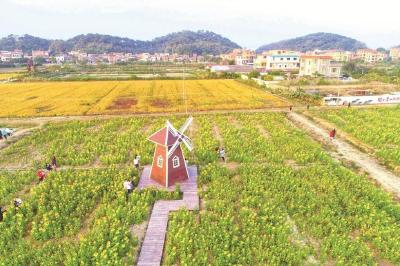 佛山“百里芳华”串起乡村好风光