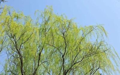 每日一读｜春风里，植树去