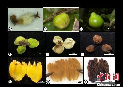 中国首次发现山茶属管蕊茶组新植物——云南管蕊茶