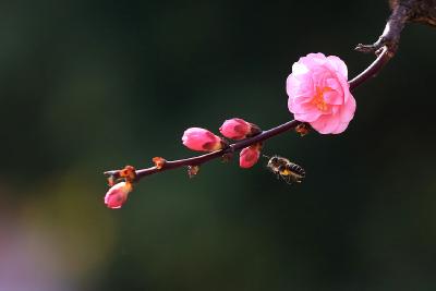 春意渐浓，但别让谣言蠢蠢欲动