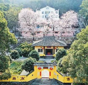 山寺樱花始盛开