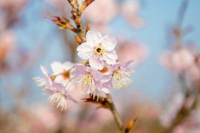 【灵秀湖北·花开四季】宜都：时值樱花烂漫时