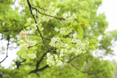 【城区新闻】绿色樱花，见过吗？快来青山赏御衣黄吧