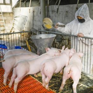 降！降！降！还有1万吨肉在路上→