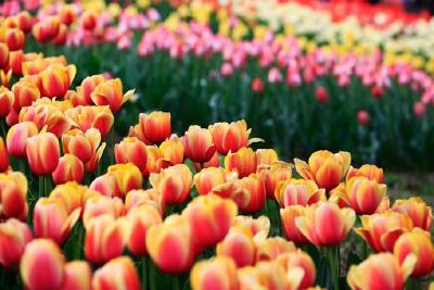 20万株郁金香盛放北京植物园
