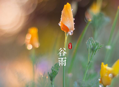 谷雨：春夏交时 雨生百谷