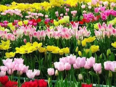 北京植物园20万株郁金香进入最佳观赏期 