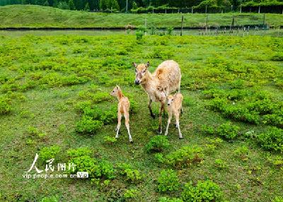 江苏泰州：溱湖湿地公园喜添10头麋鹿宝宝