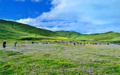 青海现有天然草场4000余万公顷 