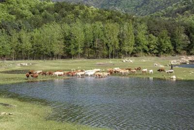 【青山绿水】湖北枣阳：绿水青山牛儿壮