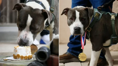 主人发病无人知晓 宠物犬机智向邻居求救