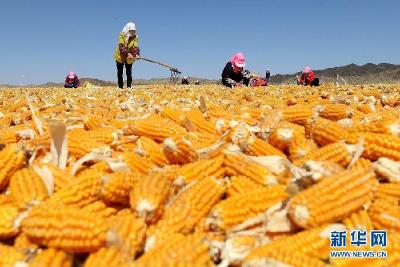 警惕玉米价格频繁波动影响产业链 