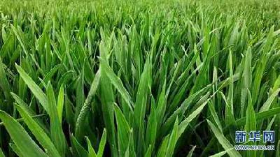 我国农药残留限量标准突破1万项 