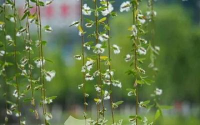 北京发布今年第2个杨柳飞絮高发期预报