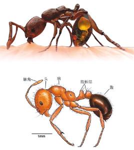 红火蚁位列全球百种最危险入侵物种，已传播至国内10多个省份 科技战“蚁”在行动