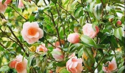 山茶