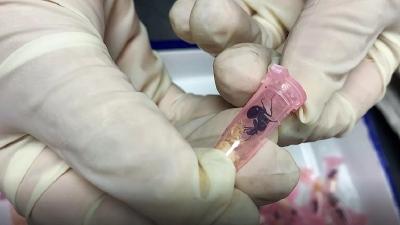 想养国内没有的动植物？小心！你可能违法了