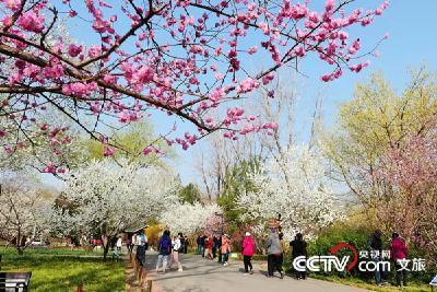 清明节假期将至 文化和旅游部提醒游客：文明踏青 理性参团