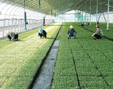 甘肃垦区春耕生产顺利推进 