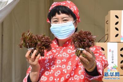 北京平谷区峪口镇第七届香椿文化节开幕