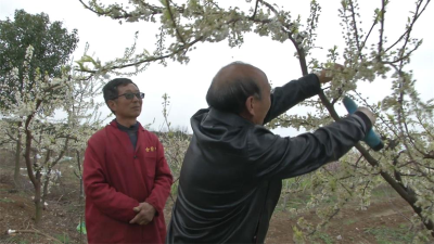 枣阳市：果园“托管”服务  促进果农增收