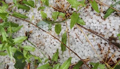 “中国旱极”敦煌现罕见“冰雹雨” 