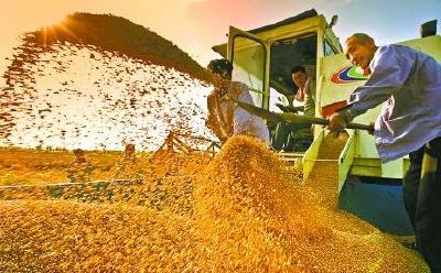 联合国粮农组织报告指出 国际食品价格持续上涨 