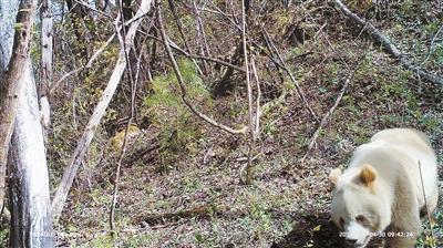 秦岭再现野生棕色大熊猫