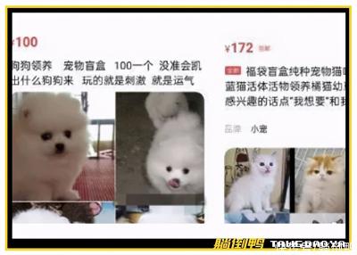 不该让孩子玩“宠物盲盒”