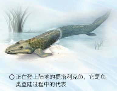 每日科普|鱼类登陆早有“预谋”？它们的抗焦虑能力比人类还强！