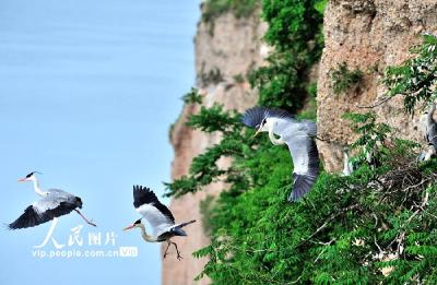 湖北十堰：苍鹭悬崖峭壁翩翩起舞