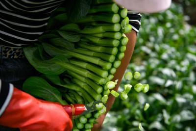 菜价持续回落！后市行情怎么走？