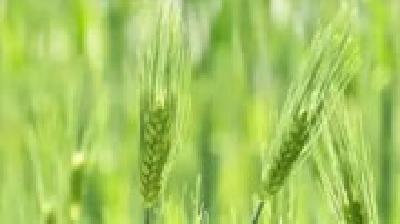 5月21日3时37分“小满”：麦穗初齐，桑叶正肥 