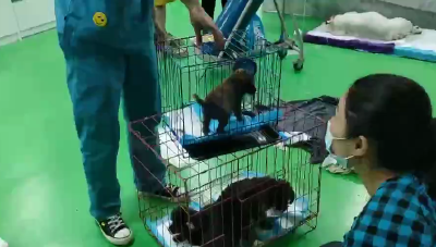 上百只猫狗奄奄一息，这些“带血的生意”违法了