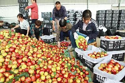 枣阳：多措并举稳桃产业基本盘，带领群众抱团增收