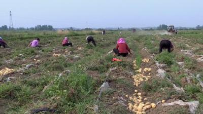 枣阳市鹿头镇：合作社引领百姓共走致富路