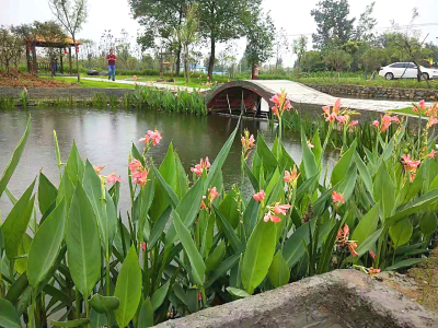 枣阳：罕见的