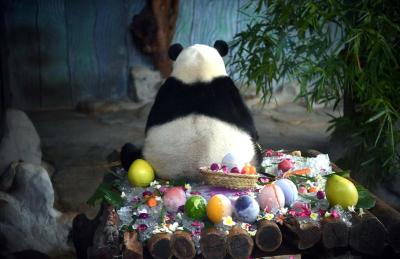 海口热带野生动植物园：大熊猫过生日