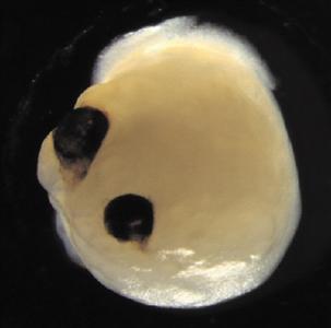 多能干细胞生成带“视杯”的类脑器官
