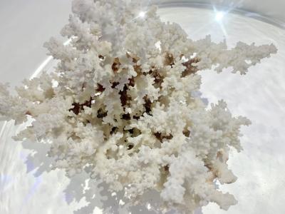 海洋生物科普：鹿角珊瑚 