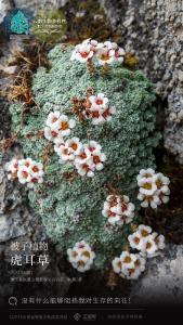 虎耳草：没有什么能够阻挡我对生存的向往！ 