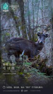 脊椎动物·毛冠鹿：别惹我，我吃素，我的“獠牙”可不是吃素的！ 