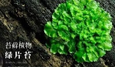 绿片苔：不是花，不是菜，这是苔藓！