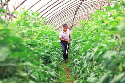 油菜种植方式调整　肥料施用如何应对