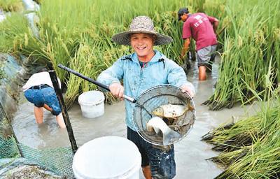 稻田养鱼助增收 