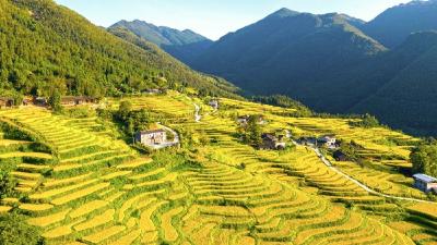 每日一景|湖南东安：山村梯田丰收在望