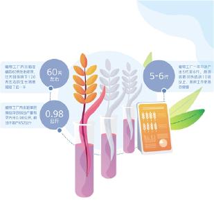 水稻一年长6茬！香不? 