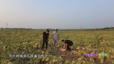 V视 | 【乡村振兴在行动】七方镇闫岗村：订单农业让南瓜变金瓜