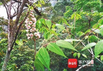 伯乐树：“植物中的龙凤” 