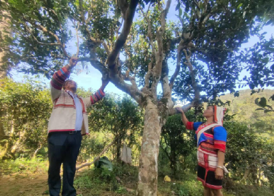 西南林业大学：用科技手段努力保护好古茶树